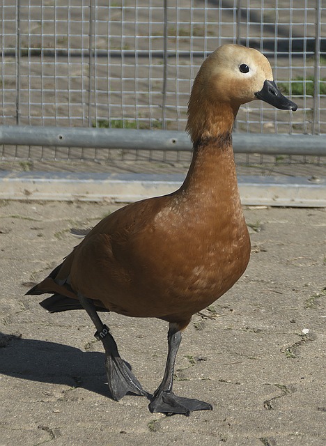 为观众呈现