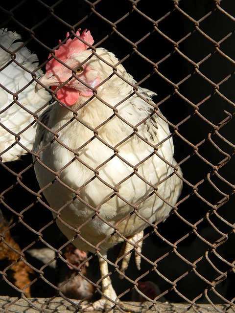 的心理状态 的心理状态